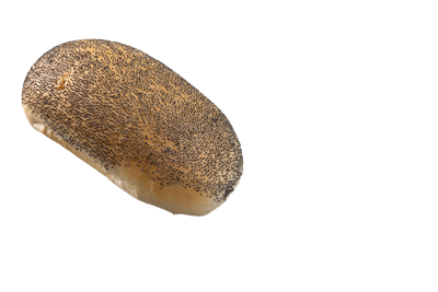 Mohn-Brötchen